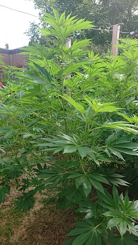 Growreport Bild 4