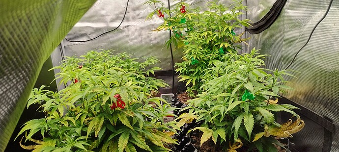 IMG_20251101_064445853_HDR