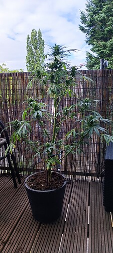 IMG_20240705_102011