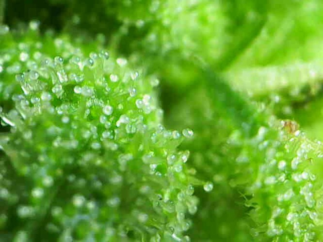 Growreport Bild 1