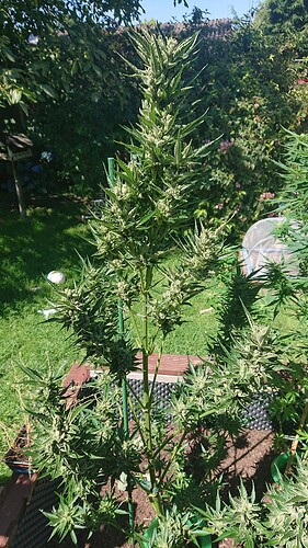 Growreport Bild 1