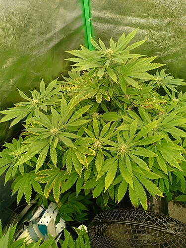Growreport Bild 3