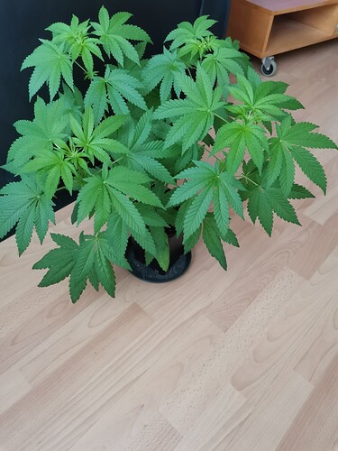 Growreport Bild 17