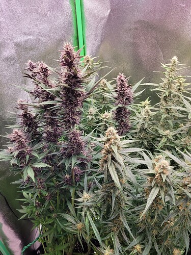 Growreport Bild 7