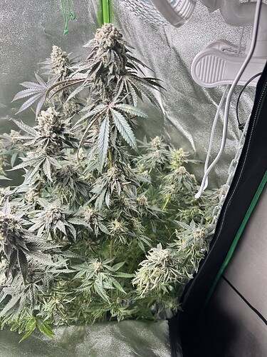 Growreport Bild 23