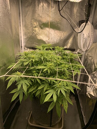 Growreport Bild 4