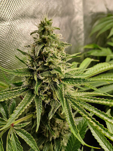Growreport Bild 10