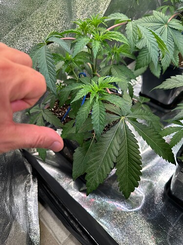 Growreport Bild 37