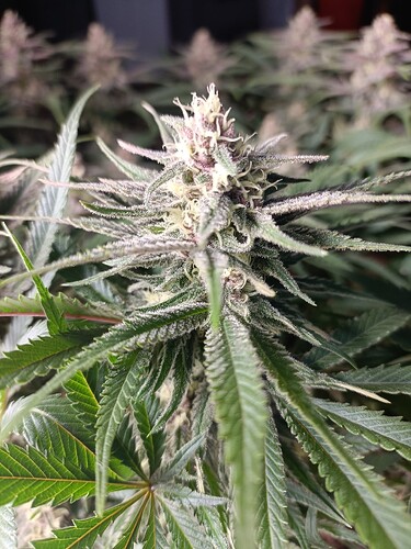 Growreport Bild 5