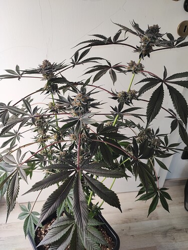 Growreport Bild 1