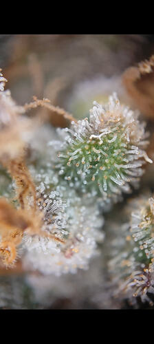 Growreport Bild 3