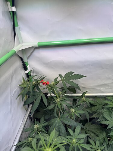 Growreport Bild 37
