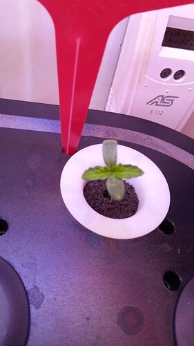 Growreport Bild 2