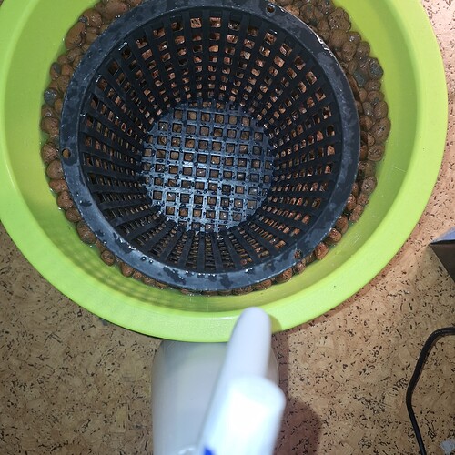 Ein Netztopf gefüllt mit Blähton in einem grünen Behälter, bereit für die Bepflanzung.
