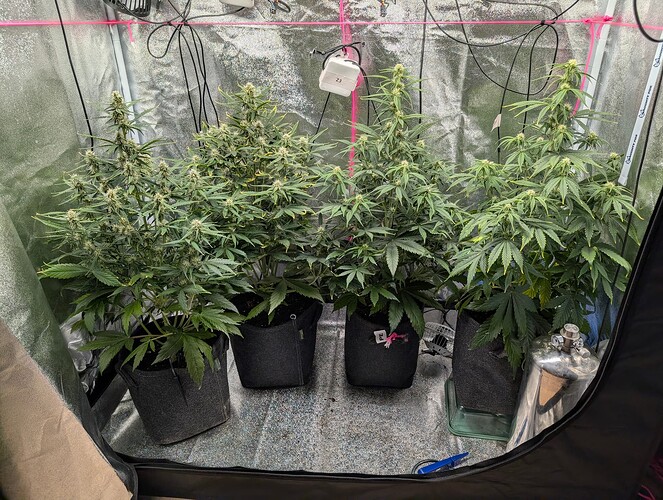 IMG_20250408_183527_432