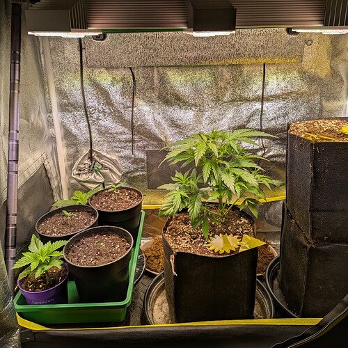Mehrere Cannabis-Pflanzen in verschiedenen Wachstumsstadien in einem Growzelt unter LED-Beleuchtung.