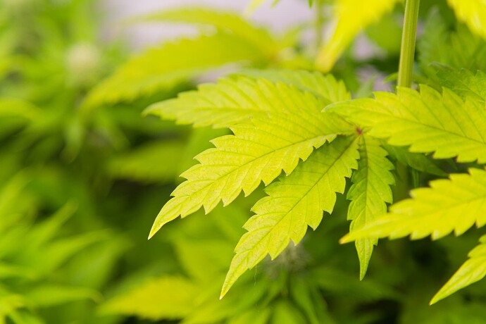 Growreport Bild 3