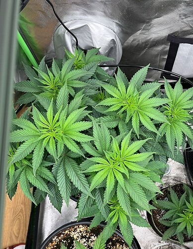 8 V. oben