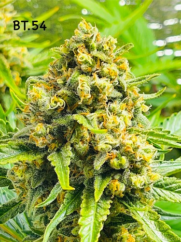 Growreport Bild 5