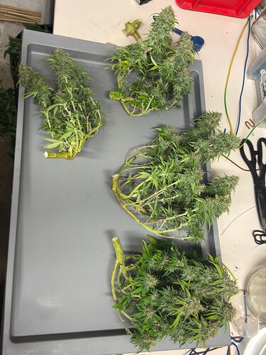 Growreport Bild 72