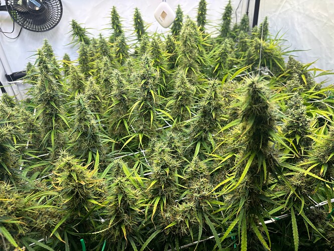 Growreport Bild 1