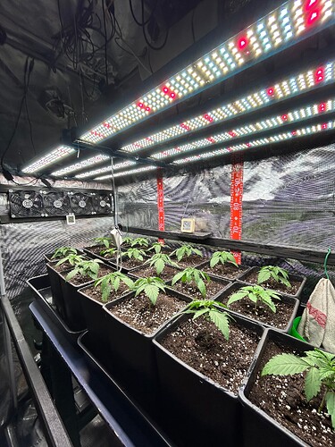 Growreport Bild 6