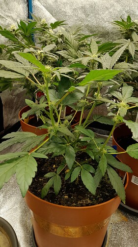 Growreport Bild 5