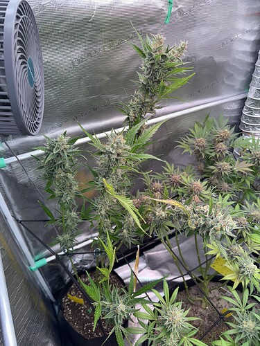 Growreport Bild 32