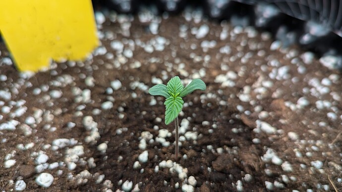 PXL_20240701_041040144.MP