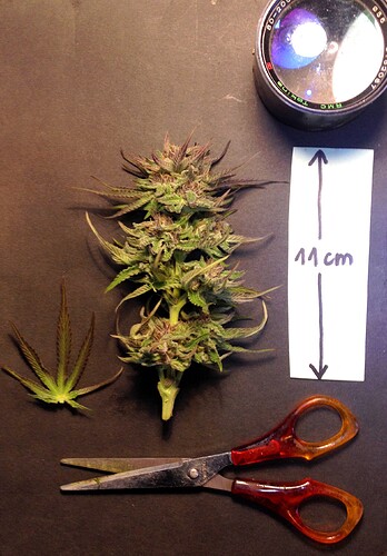 Growreport Bild 11