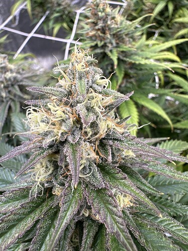 Growreport Bild 32