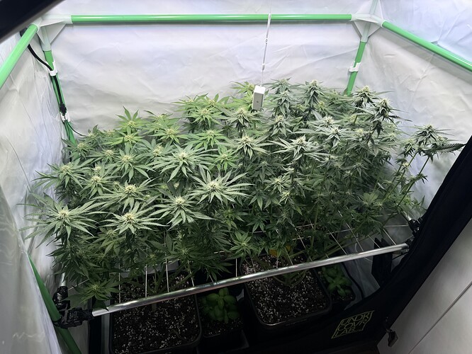 Growreport Bild 1