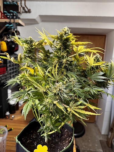 Growreport Bild 3