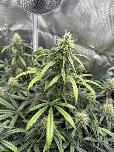Growreport Bild 6