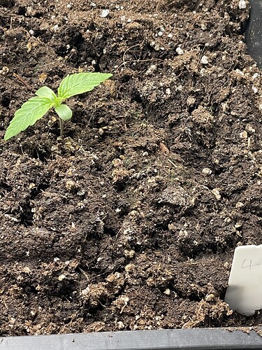 Growreport Bild 5