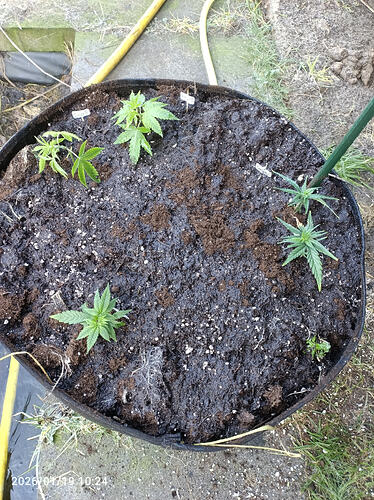 Growreport Bild 1