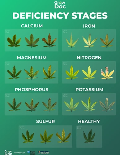 Growreport Bild 1
