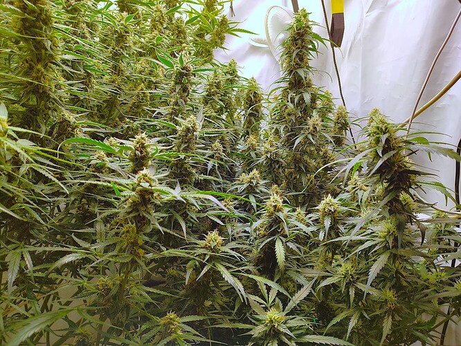 Growreport Bild 15