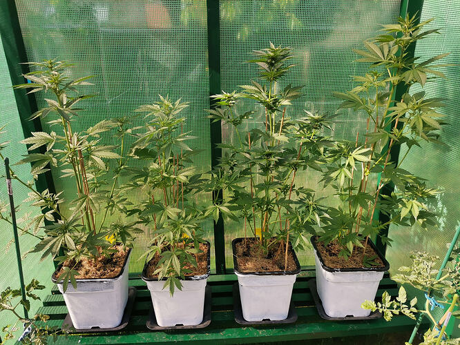 Lucky Hemp LT37 (2)