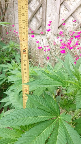 Growreport Bild 10