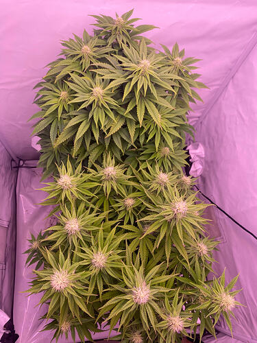 Growreport Bild 8