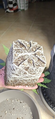 Growreport Bild 24