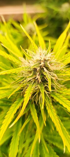 Growreport Bild 25