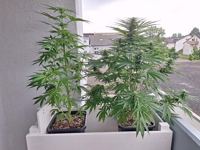 Growreport Bild 18