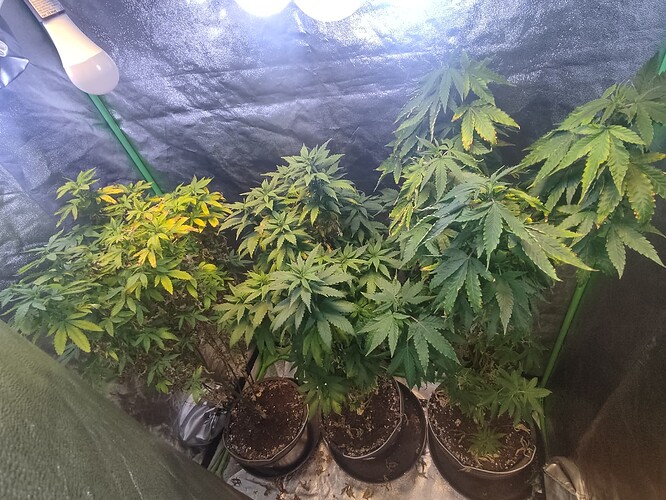 Growreport Bild 2
