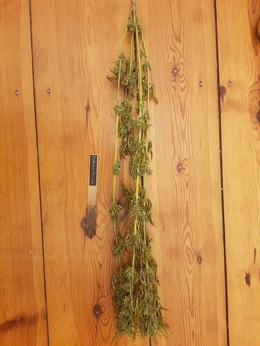 Durban Poison getrocknet