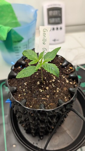 PXL_20250318_180943157.MP