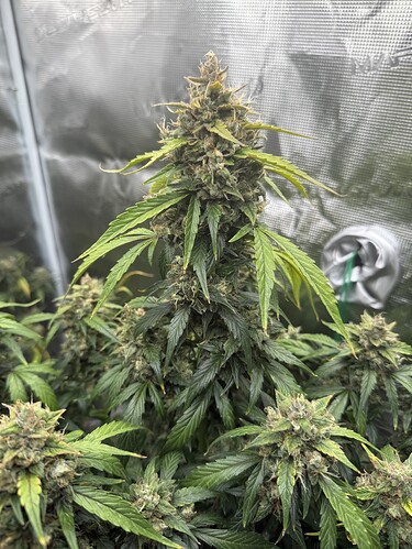 Growreport Bild 14