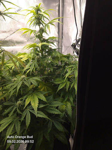 Eine Cannabis-Pflanze in der Blütephase in einem Growzelt, mit Text-Overlay 'Auto Orange Bud' und Datum.
