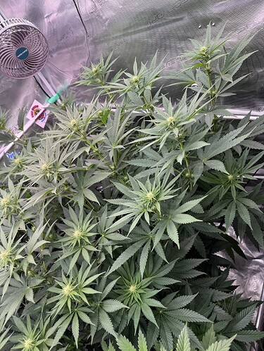 Growreport Bild 30